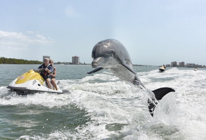 A Man Was Riding His Jet Ski, With A Dolphin Swimming In The Water.